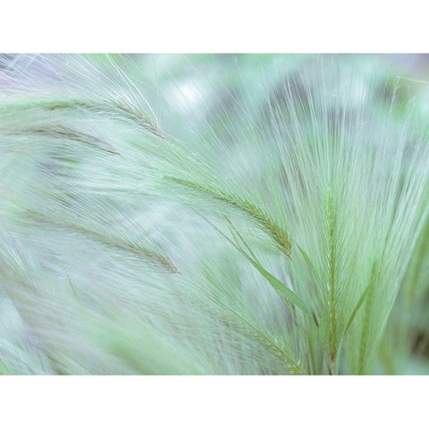 Wild grass Foxtail Barley White Modern Wood Framed Art Print by Frank, Assaf