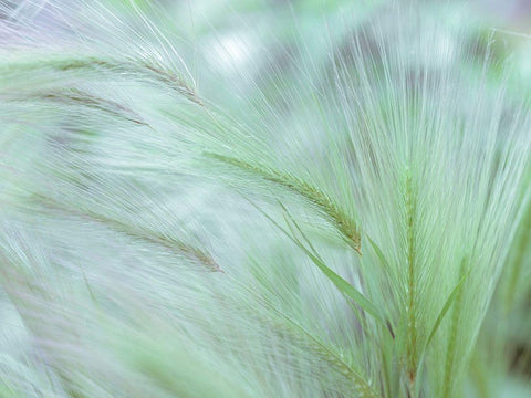 Wild grass Foxtail Barley Black Ornate Wood Framed Art Print with Double Matting by Frank, Assaf