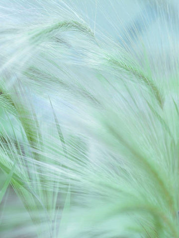 Wild grass Foxtail Barley White Modern Wood Framed Art Print with Double Matting by Frank, Assaf