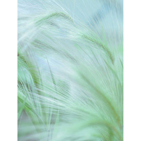 Wild grass Foxtail Barley Black Modern Wood Framed Art Print with Double Matting by Frank, Assaf