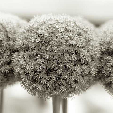 Allium flowers White Modern Wood Framed Art Print by Frank, Assaf