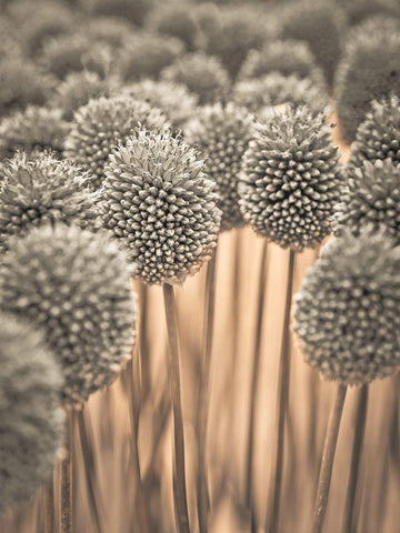 Allium flowers Black Ornate Wood Framed Art Print with Double Matting by Frank, Assaf