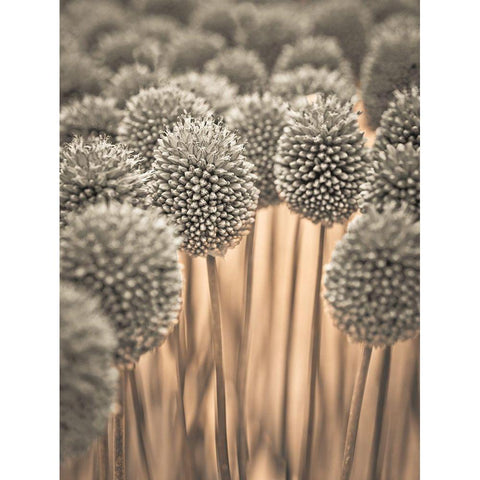 Allium flowers Gold Ornate Wood Framed Art Print with Double Matting by Frank, Assaf
