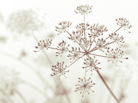 Cow parsley flower Black Ornate Wood Framed Art Print with Double Matting by Frank, Assaf