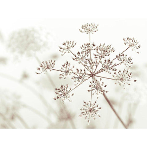 Cow parsley flower Black Modern Wood Framed Art Print by Frank, Assaf