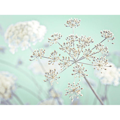 Cow parsley flower Gold Ornate Wood Framed Art Print with Double Matting by Frank, Assaf