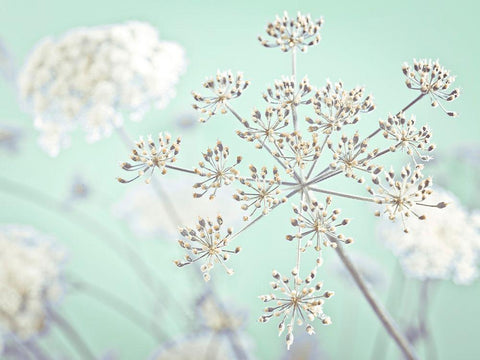 Cow parsley flower White Modern Wood Framed Art Print with Double Matting by Frank, Assaf