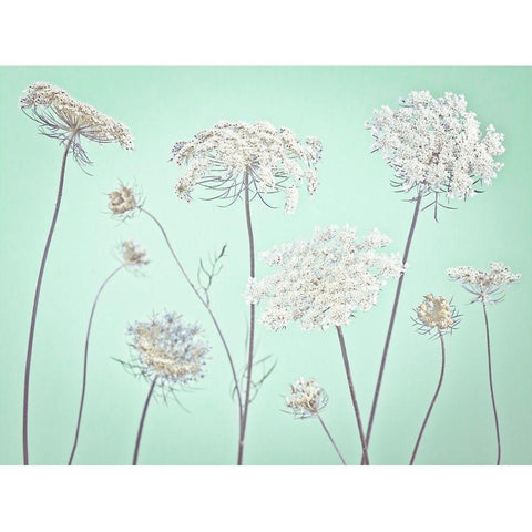 Cow parsley flowers Black Modern Wood Framed Art Print with Double Matting by Frank, Assaf