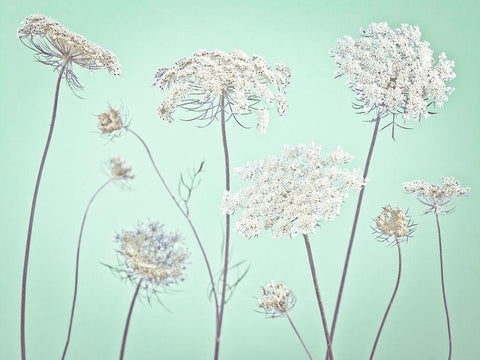 Cow parsley flowers Black Ornate Wood Framed Art Print with Double Matting by Frank, Assaf