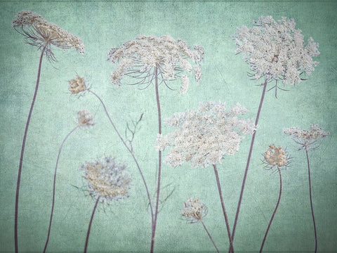 Cow parsley flowers Black Modern Wood Framed Art Print by Frank, Assaf