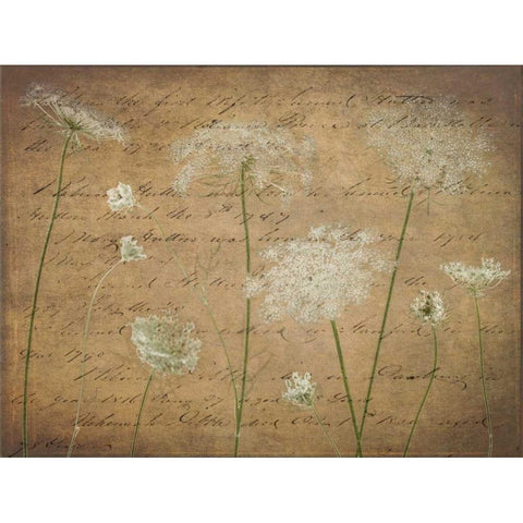 Cow parsley flowers on coloured background White Modern Wood Framed Art Print by Frank, Assaf