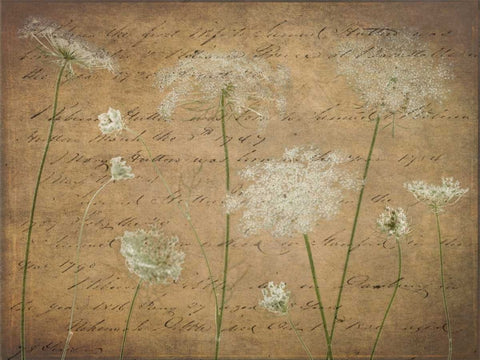 Cow parsley flowers on coloured background White Modern Wood Framed Art Print with Double Matting by Frank, Assaf