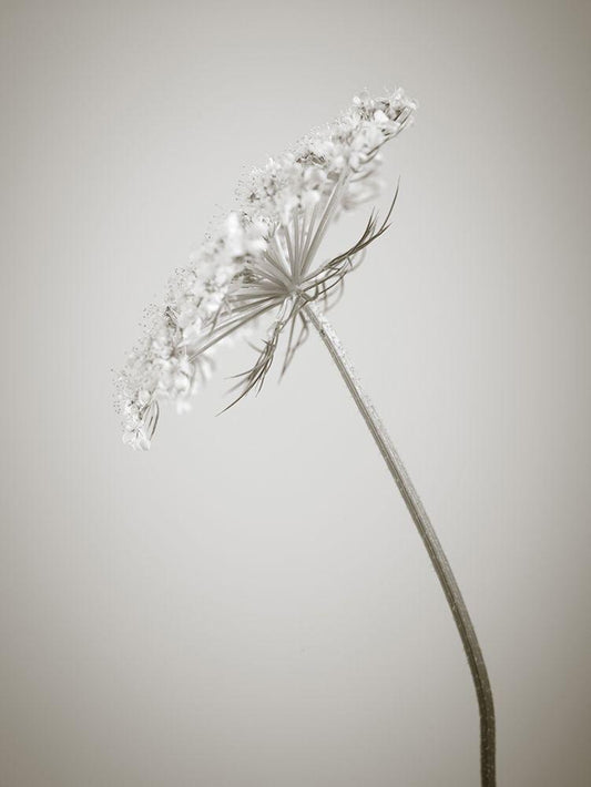 Image Only