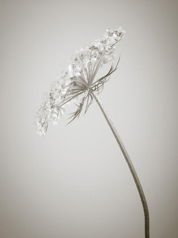 Cow parsley flower White Modern Wood Framed Art Print with Double Matting by Frank, Assaf