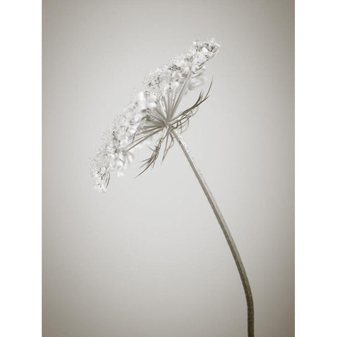 Cow parsley flower Black Modern Wood Framed Art Print by Frank, Assaf