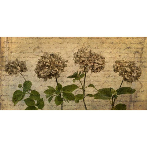 Four dried Hydrangea flowers in a row Black Modern Wood Framed Art Print with Double Matting by Frank, Assaf