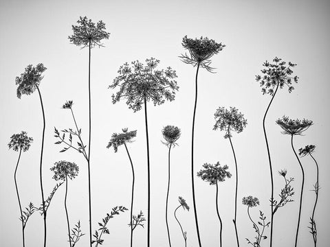 Cow parsley White Modern Wood Framed Art Print with Double Matting by Frank, Assaf