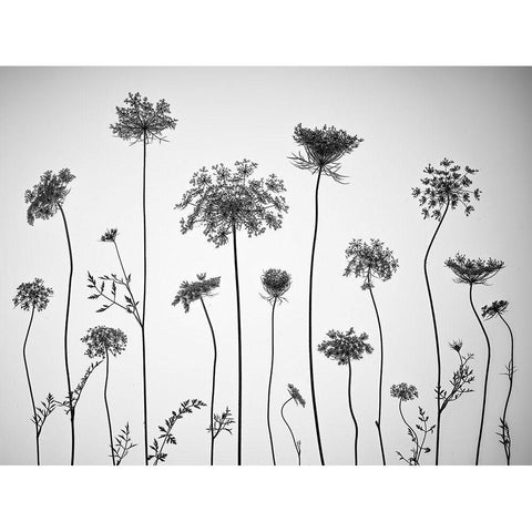 Cow parsley Black Modern Wood Framed Art Print by Frank, Assaf