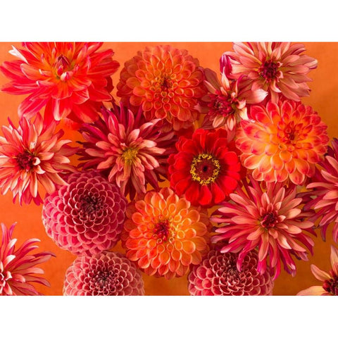 Full frame of mixed flowers Black Modern Wood Framed Art Print with Double Matting by Frank, Assaf