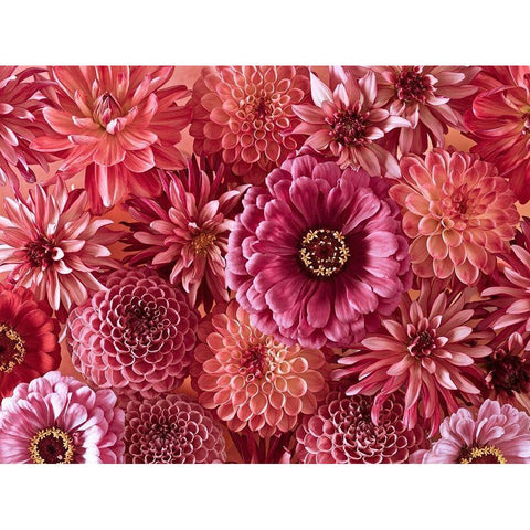 Mixed flowers Black Modern Wood Framed Art Print by Frank, Assaf