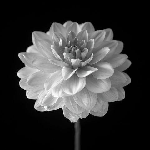 Dahlia flower on black background Black Modern Wood Framed Art Print by Frank, Assaf