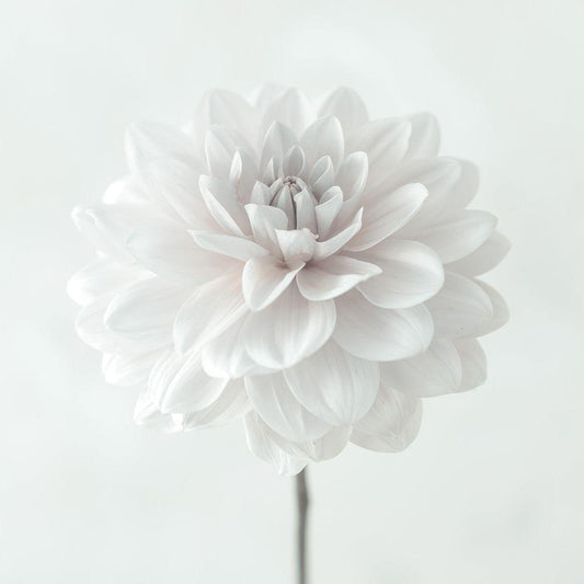 Image Only