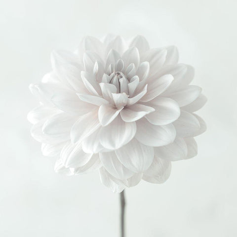Dahlia flower on white background Black Ornate Wood Framed Art Print with Double Matting by Frank, Assaf