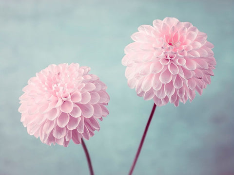 Two Dahlia flowers Black Modern Wood Framed Art Print by Frank, Assaf