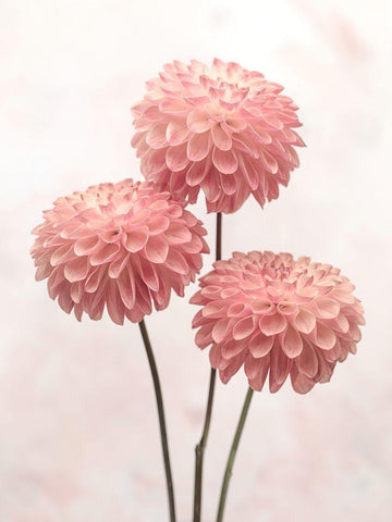 Three Dahlia flowers on white background White Modern Wood Framed Art Print with Double Matting by Frank, Assaf