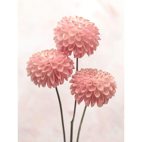 Three Dahlia flowers on white background White Modern Wood Framed Art Print by Frank, Assaf