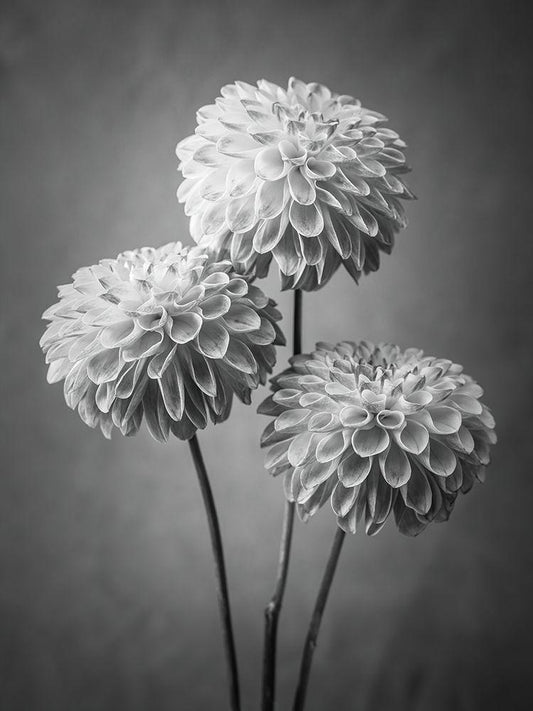 Image Only