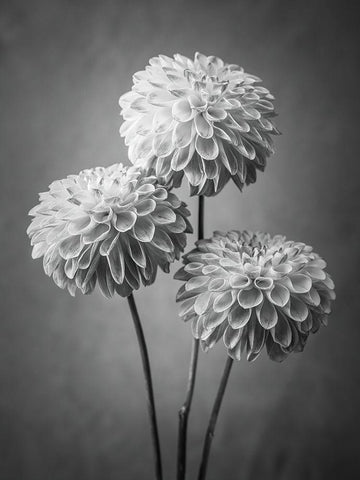 Three Dahlia flowers Black Ornate Wood Framed Art Print with Double Matting by Frank, Assaf