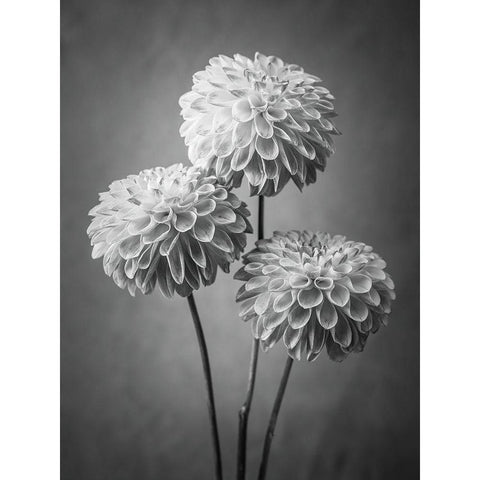 Three Dahlia flowers Black Modern Wood Framed Art Print by Frank, Assaf