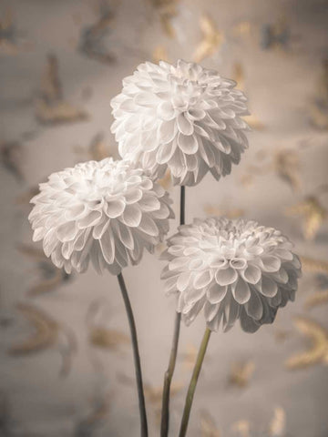 Beautiful Dahlias flowers White Modern Wood Framed Art Print with Double Matting by Frank, Assaf