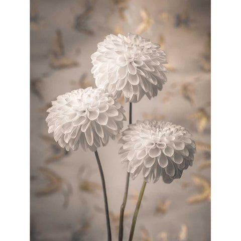 Beautiful Dahlias flowers Gold Ornate Wood Framed Art Print with Double Matting by Frank, Assaf