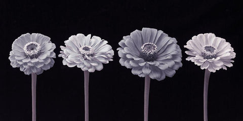 Four Zinnia flowers in a row White Modern Wood Framed Art Print with Double Matting by Frank, Assaf