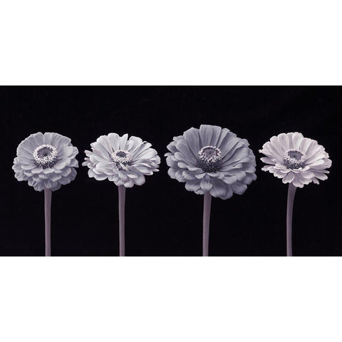 Four Zinnia flowers in a row Black Modern Wood Framed Art Print by Frank, Assaf