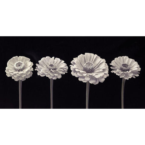 Four Zinnia flowers in a row White Modern Wood Framed Art Print by Frank, Assaf