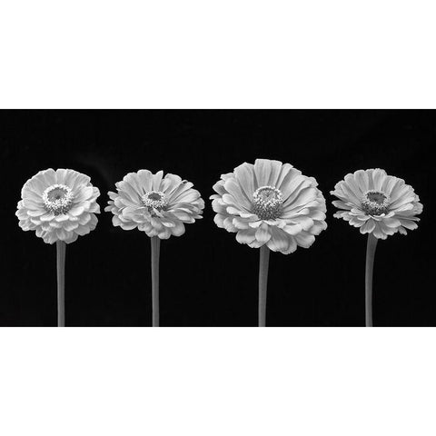 Four Zinnia flowers in a row Black Modern Wood Framed Art Print by Frank, Assaf