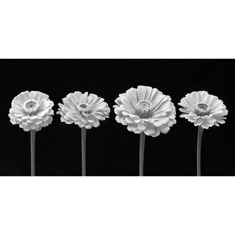 Four Zinnia flowers in a row Gold Ornate Wood Framed Art Print with Double Matting by Frank, Assaf