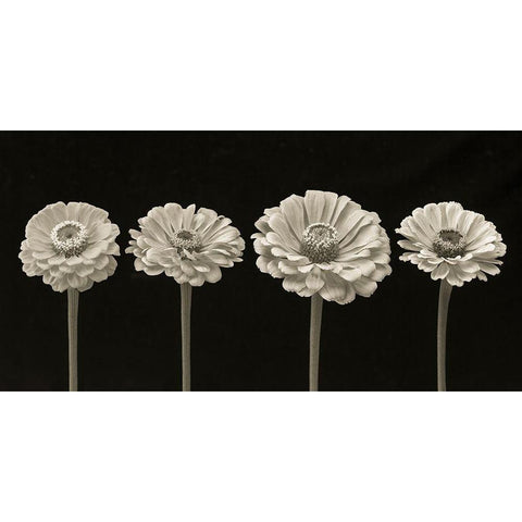 Four Zinnia flowers in a row Black Modern Wood Framed Art Print with Double Matting by Frank, Assaf