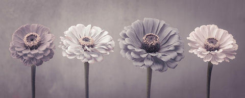 Four Zinnias in a row Black Ornate Wood Framed Art Print with Double Matting by Frank, Assaf