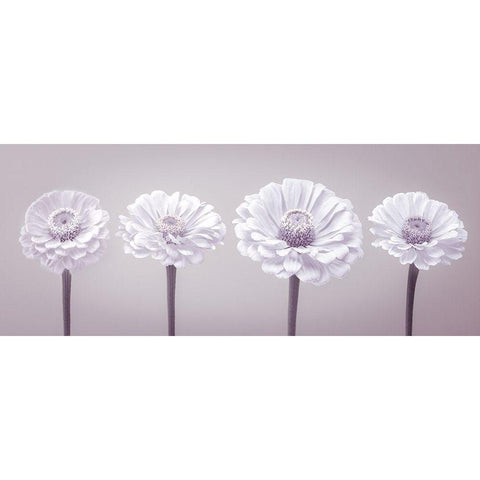 Four Zinnia flowers in a row Black Modern Wood Framed Art Print by Frank, Assaf