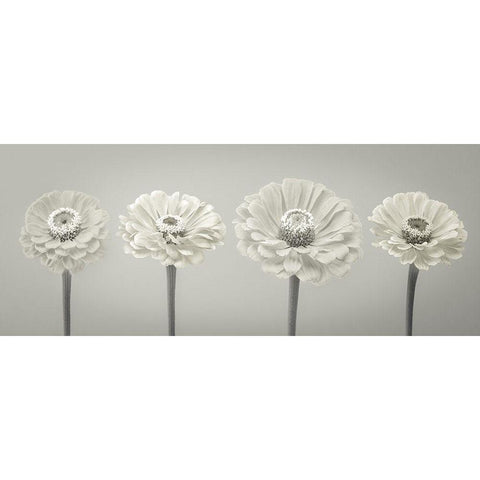 Four Zinnia flowers in a row Black Modern Wood Framed Art Print by Frank, Assaf