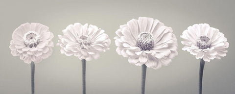 Four Zinnia flowers in a row White Modern Wood Framed Art Print with Double Matting by Frank, Assaf