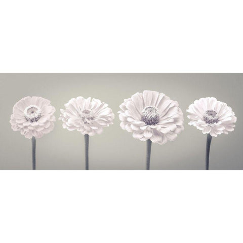 Four Zinnia flowers in a row White Modern Wood Framed Art Print by Frank, Assaf