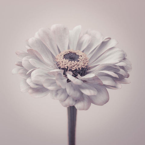 Zinnia flower White Modern Wood Framed Art Print by Frank, Assaf