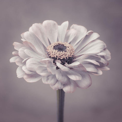 Zinnia flower White Modern Wood Framed Art Print by Frank, Assaf