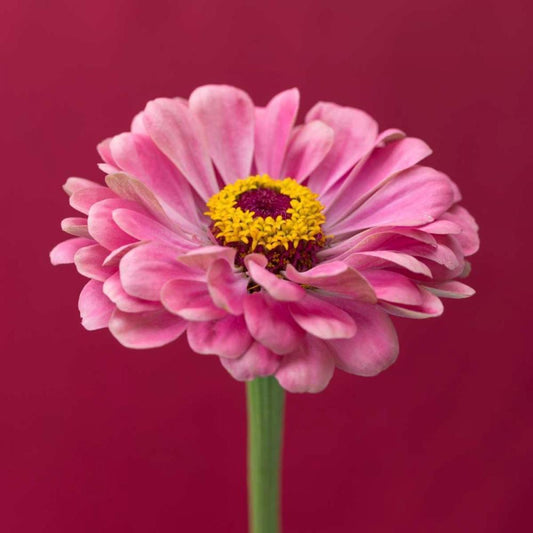 Image Only