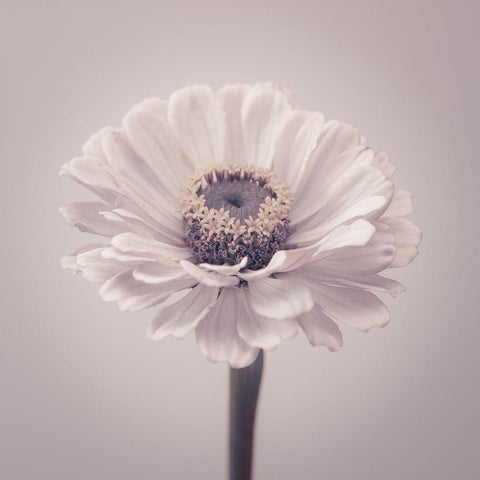 Zinnia flower White Modern Wood Framed Art Print with Double Matting by Frank, Assaf